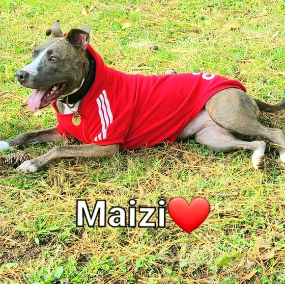 Hello, I'm a Posh Ambassador. I love spending my free time with my dog Maizi - Picture 3 of 3
